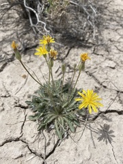 Crepis runcinata