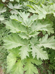 Heracleum sosnowskyi