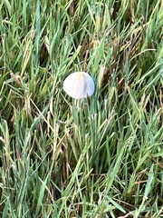 Conocybe apala