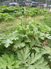 Heracleum sosnowskyi