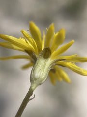Crepis runcinata