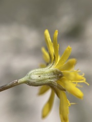 Crepis runcinata