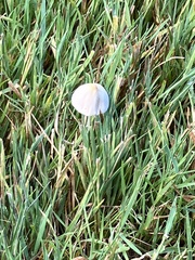 Conocybe apala