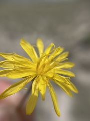 Crepis runcinata