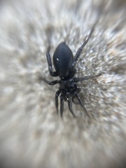 Zelotes subterraneus