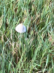 Conocybe apala
