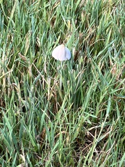 Conocybe apala