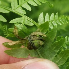 Chirosia grossicauda