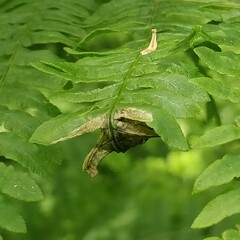 Chirosia grossicauda
