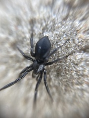 Zelotes subterraneus