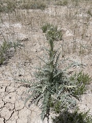Cirsium mohavense