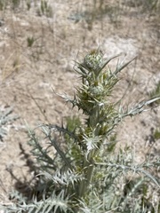 Cirsium mohavense