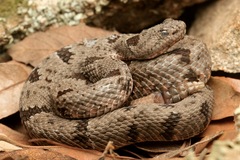 Crotalus lepidus klauberi