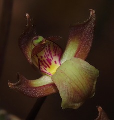 Orleanesia