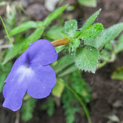 Achimenes longiflora