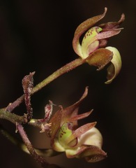 Orleanesia