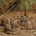 Tiger Rattlesnake - Photo (c) Zach Lim, some rights reserved (CC BY-NC), uploaded by Zach Lim