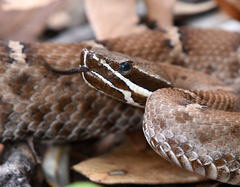Crotalus willardi