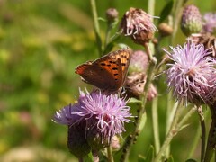 Lycaena phlaeas