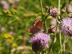 Lycaena phlaeas