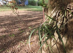 Orleanesia