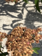 Eupeodes volucris