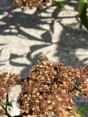 Eupeodes volucris
