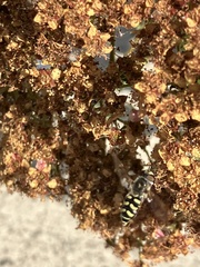 Eupeodes volucris