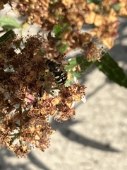 Eupeodes volucris