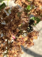 Eupeodes volucris