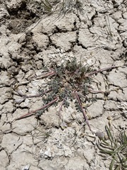 Astragalus argophyllus argophyllus