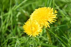Taraxacum officinale