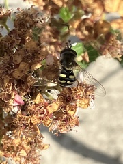 Eupeodes volucris