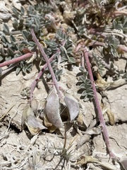 Astragalus argophyllus argophyllus