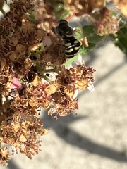 Eupeodes volucris