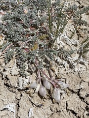 Astragalus argophyllus argophyllus
