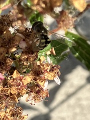Eupeodes volucris