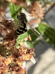 Eupeodes volucris
