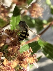 Eupeodes volucris