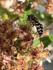 Eupeodes volucris