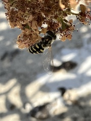 Eupeodes volucris