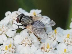 Musca osiris