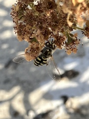 Eupeodes volucris