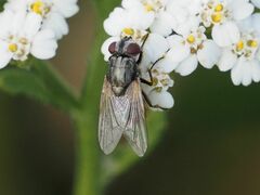 Musca osiris