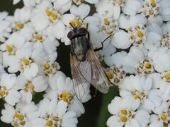 Musca osiris