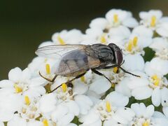 Musca osiris