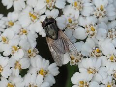 Musca osiris