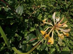 Lonicera periclymenum