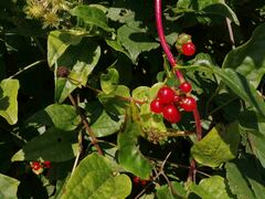 Lonicera periclymenum