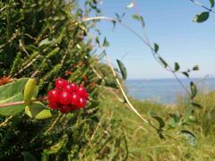 Lonicera periclymenum